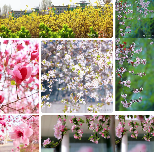 【春满EBET易博网站】春色盈庭绘美景 芳华满目启新程